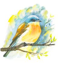 Little Watercolor Bird On Twig Hand Drawn Illustration