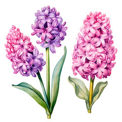 Wall Mural - watercolor drawing of hyacinth flowers. set of pink and purple spring hyacinth flowers, clipart