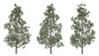 © Sandy - Evergreen tree of rhodoleia championii on transparent background, png plant, 3d illustration.