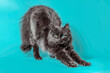 black cat stretches on a turquoise background