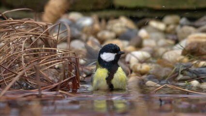 Poster - A Great Tit bathing in the water