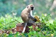 A eating vervet monkey or green monkey