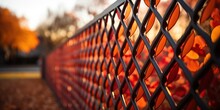 Autumn Blaze On Chain Link Fence