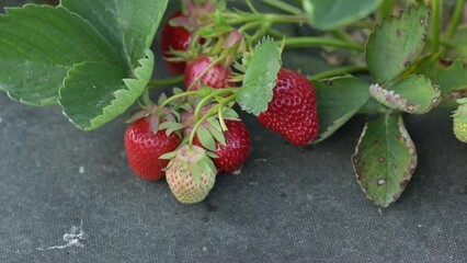 Canvas Print - Harvest of strawberries on the farm. Picking ripe strawberries from the bush