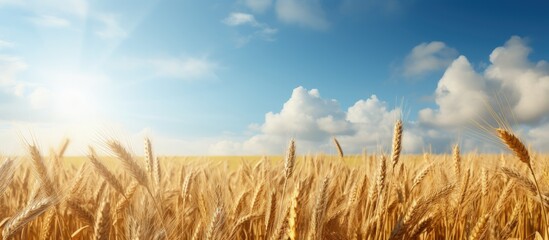 Sticker - Agricultural wheat field scene on a farm Copy space image Place for adding text or design