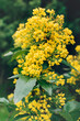 Front view of  blooming mahonia flowers growing outdoor in the garden.