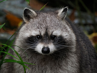 Wall Mural - cute raccoon portrait looking at you