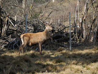 Canvas Print - deers in a fence paddock