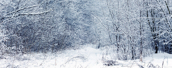 Wall Mural - Winter forest with snow covered trees after heavy snowfall