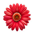 Red Margaret flower on transparent background PNG. Beautiful red flower.
