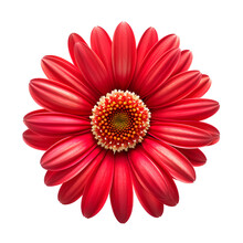 Red Margaret Flower On Transparent Background PNG. Beautiful Red Flower.