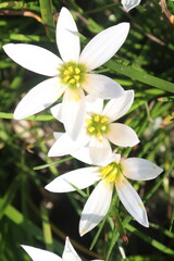 white colored Autumn zephyrlily plant on farm