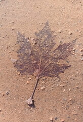 Series of 2 photos that illustrate the formation of a fossil, a leaf falls to the ground and remains stuck, the earth takes the shape of the leaf,