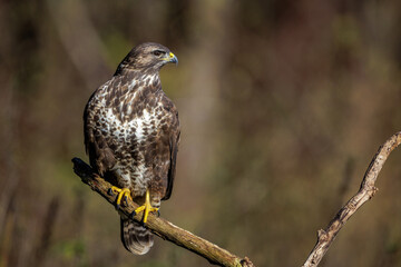 Wall Mural - Mäusebussard (Buteo buteo)