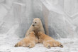 Polar Bear mom feeding twins cubs.	