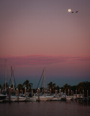 Wall Mural - boats in the harbor key Biscayne Florida 