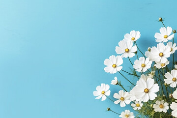 Wall Mural - Top view white cosmos flowers on blue background