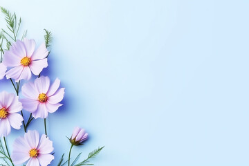 Wall Mural - Cosmos flower isolated on pastel blue background