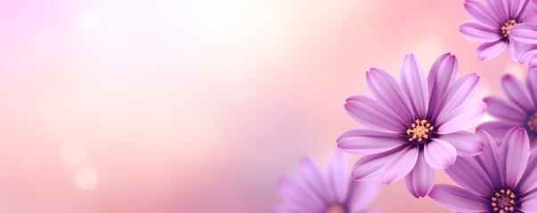 Wall Mural - Horizontal purple and pink flowers background. Spring banner for 8 march woman´s  day  and mother's day, large copy space for text. wallpaper and banner