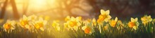 Yellow Daffodils On Grass With The Sun Shining Spring Happy Panorama