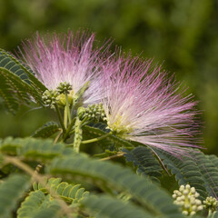 Sticker - Gros plan de fleurs d'Albizia	