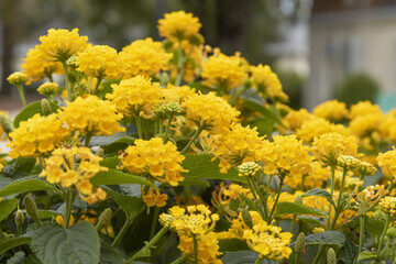 Wall Mural - lantana jaune