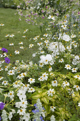 Wall Mural - Bidens blanc dans un massif en bordure de gazon