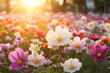Close-ups of blooming flowers in gardens, symbolizing the beauty and purity of love, with copy space