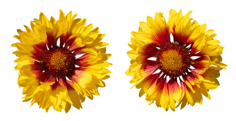 Sticker - Fleurs de Gaillarde grandiflora