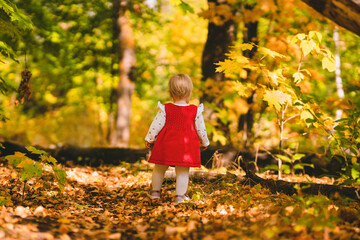 Wall Mural - A cute little girl in a red dress and white tights walks in the autumn forest, rear view. The cozy atmosphere of childhood