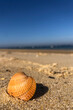 © Lukasz Dziegel - seashell on the beach