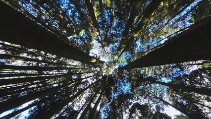 Wall Mural - Worm eye view of Alishan pine forest Taiwan.Alishan National Forest Recreation Area is located in Alishan Township, Chiayi