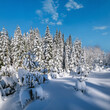 Alpine mountain snowy winter fir forest with snowdrifts
