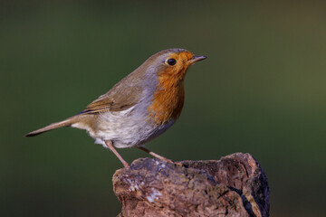 Wall Mural - Rotkehlchen (Erithacus rubecula)