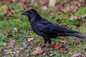 Wall Mural - Rabenkrähe (Corvus corone)