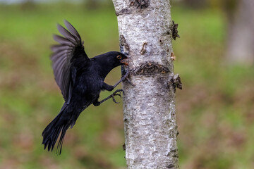 Poster - Amsel (Turdus merula) Männchen