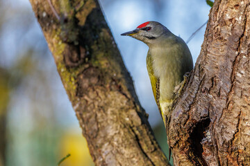 Wall Mural - Grauspecht (Picus canus) Männchen