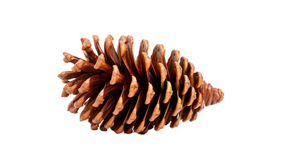 Pine cone isolated on transparent background, PNG image with background removed, Created with Generative Ai technology.