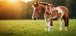  a horse is standing in a field with grass and flowers in front of it is a picture of a horse standing in a field with grass and flowers in a field with grass field with grass and flowers in front of.