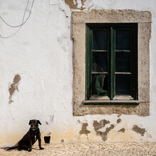 Building Has Stone Walls And Appears To Be Quite Old. In Front Of The Building, We See A Dog Sitting On The Ground In Front Of A Green Door With Glass Panes Dog Is Facing Towards The Camera.