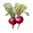 Isolated beetroot in watercolor style. 
