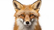 red fox face isolated on white background. generative ai