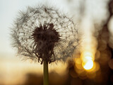 Fototapeta Dmuchawce - Blooming dandelion on sunset background close-up