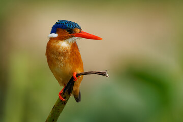Wall Mural - Malachite Kingfisher - Corythornis cristatus river kingfisher widely distributed in Africa south of the Sahara, small colourful bird with ruddy orange body, blue head and brightly red beak