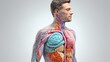 Human digestive system anatomy drawing