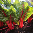gardening close up  with chard in a garden bed