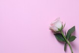 Fototapeta Tulipany - Beautiful rose on light pink background, top view. Space for text