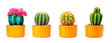 Tiny mini cactus in yellow pots over isolated transparent background