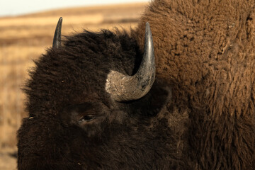 Wall Mural - Bison (Bison bison) at sunset; Rocky Mtn Arsenal NWR; Denver, Colorado