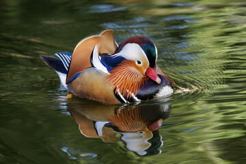 Wall Mural - Mandarin duck bird